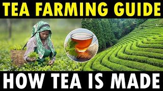 TEA FARMING / TEA CULTIVATION | How Tea Powder is Made screenshot 5