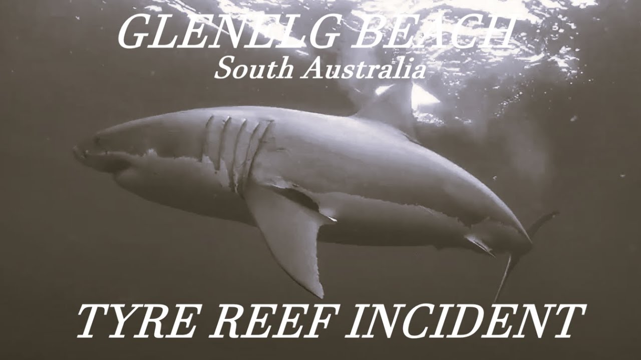 Морской биолог попал под щупальце во время подводного плавания, где его подобрала большая белая а...