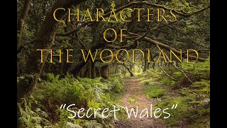 Characters of The Woodland - Secret Wales