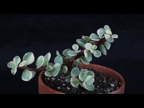 Portulacaria