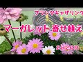 マーガレットとアネモネアンアリスの寄せ植え【プランツギャザリング】窓辺で楽しむ寄せ植え