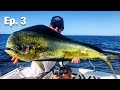 MAHI MAHEM — dolphin fish on live bait