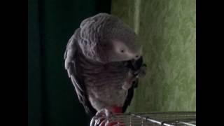 Parrots., Попугай Рома чистит когти.