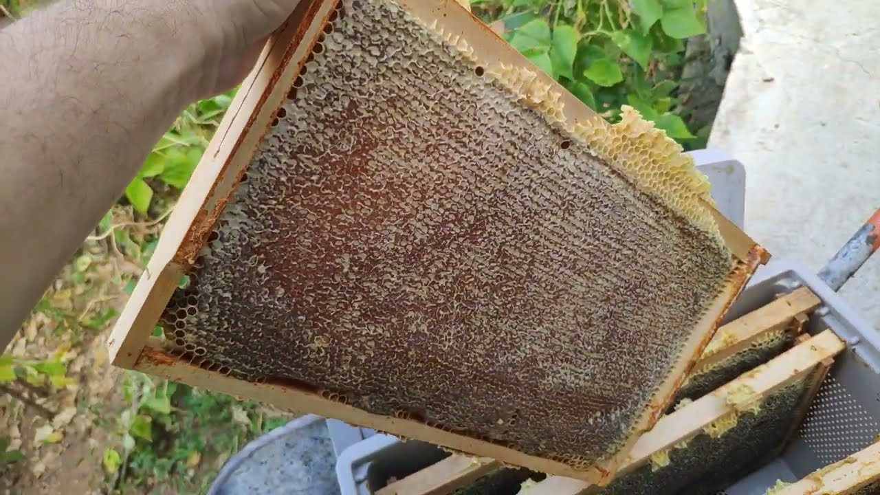 2024 Meşe balı (salgı) hasadı.