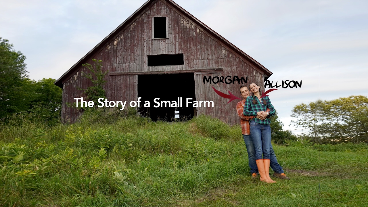 Gold Shaw Farm Live Stream YouTube