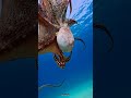 Octopus blood fact in Hindi #facts #octopus #shorts
