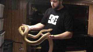 Big Retics..Updated Vid..Part #2