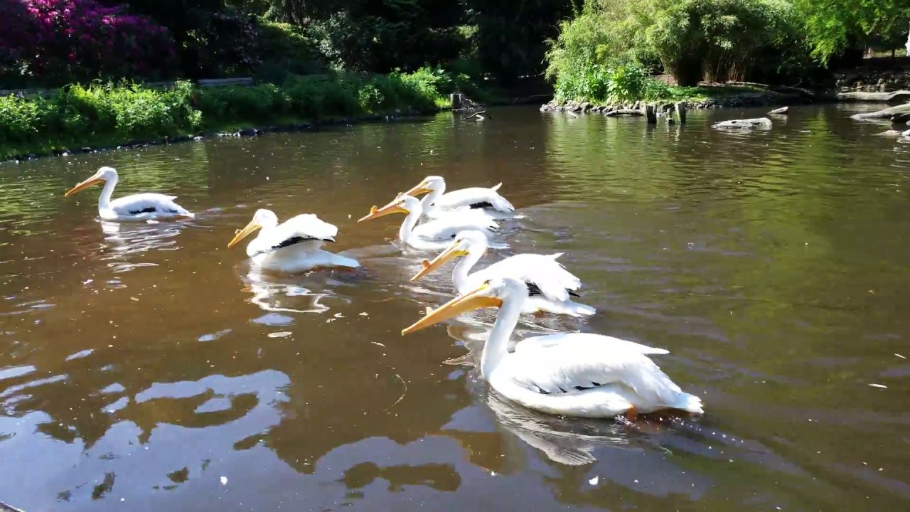 tauchen münchen Der Nashornpelikan