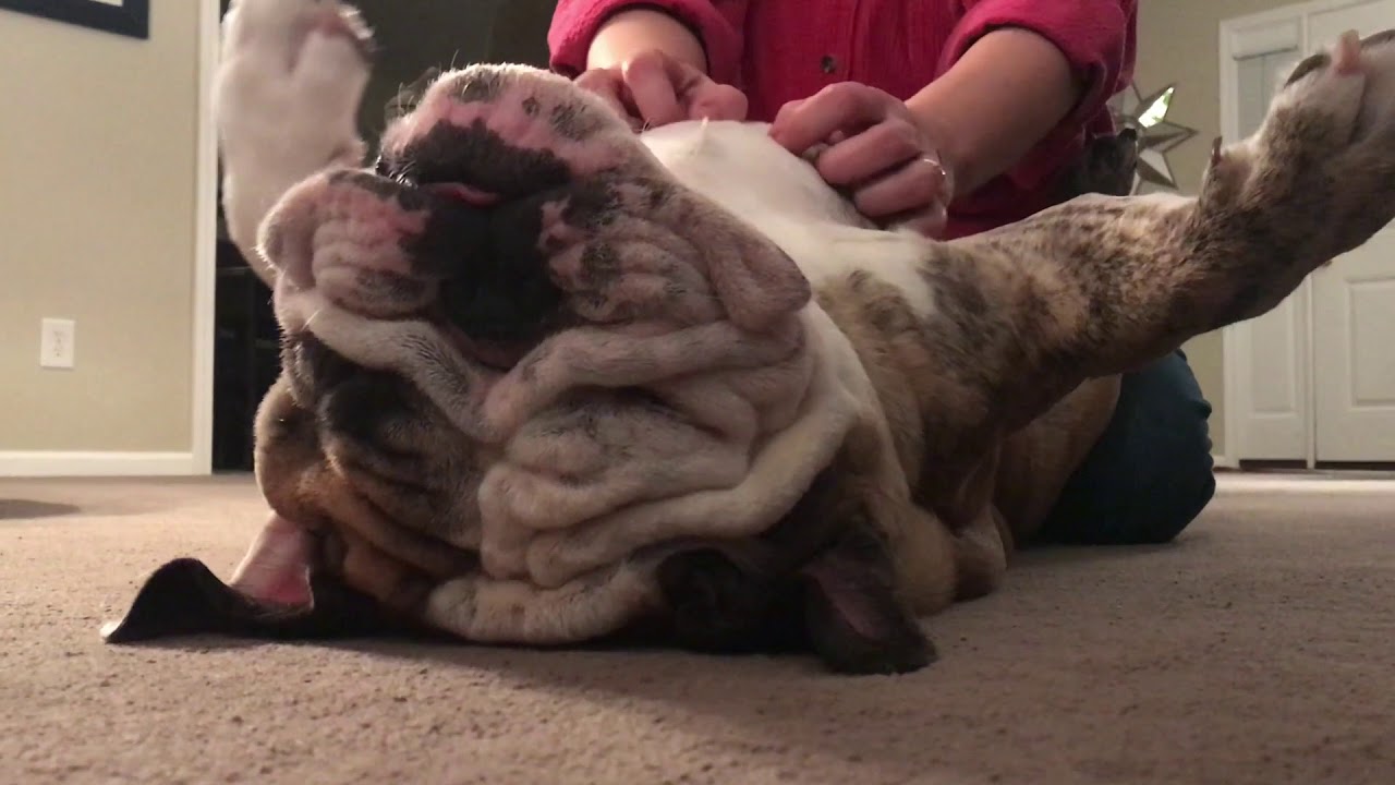 Reuben the Bulldog: Everyday Is a Spa Day petco hours