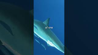 Thumbnail for Haaaaave you met Bruce? - Bruce, the Great White Shark