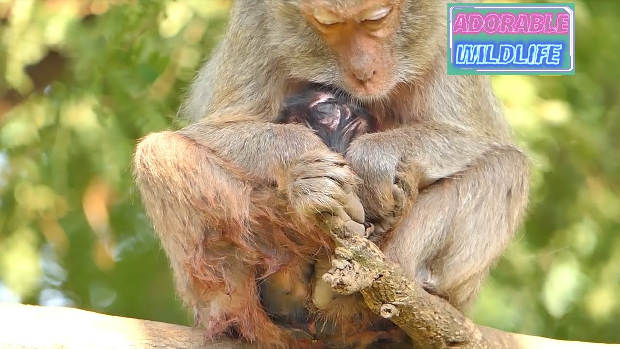 Adorable mommy monkey hugs and takes the best care of baby, AW