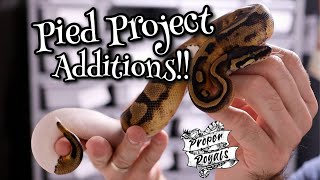 Pied Breeding Project Additions - New Females!! Wealth
