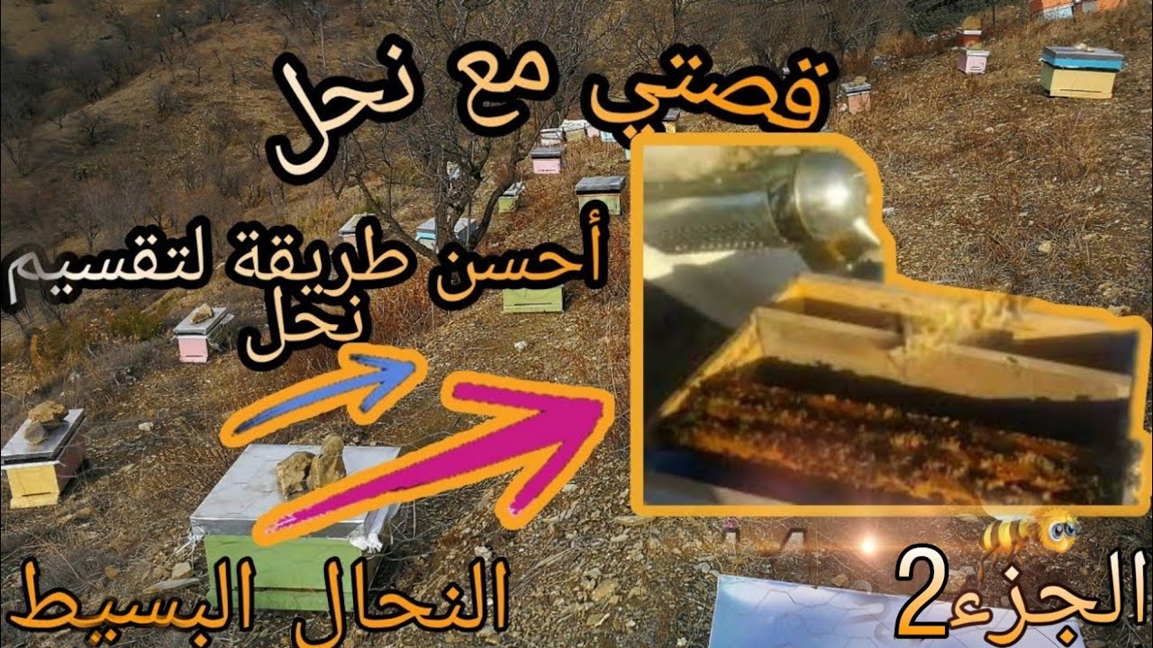 تقسيم النحل بأفضل طريقة / الجزء2