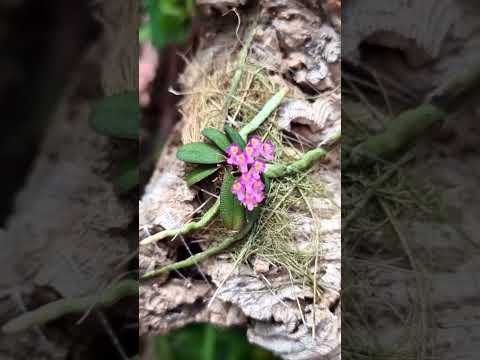 Video Lan trứng bướm tixier : Schoenorchis tixieri... - youtube