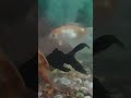 #aquarium#seafish