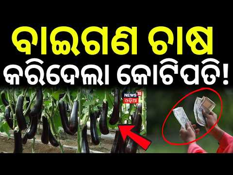 ବାଇଗଣ ଚାଷ କରିଦେଲା କୋଟିପତି! Brinjal Farming | Odisha Farmer | Keonjhar | Cm Mohan Majhi | CM Kisan