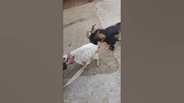 Goat Mating Season Mating Matingseason Goat Shortsfeed Foryou Trending Saxcover 