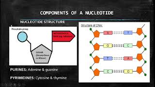Life Sciences: Nucleic Acids Grade 12