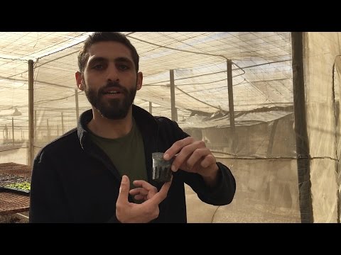Beating the drought: Egyptian hydroponic farmer - Beating the drought: Egyptian hydroponic farmer