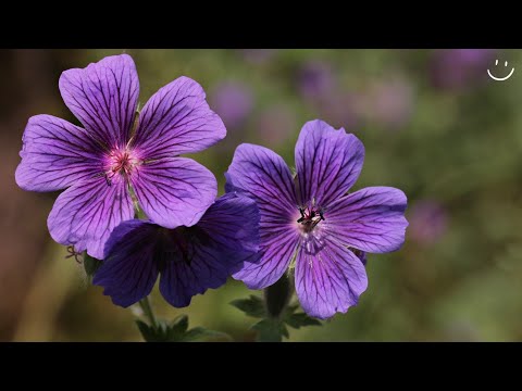 Vídeo: As flores roxas no jardim são luxuosas e glamourosas