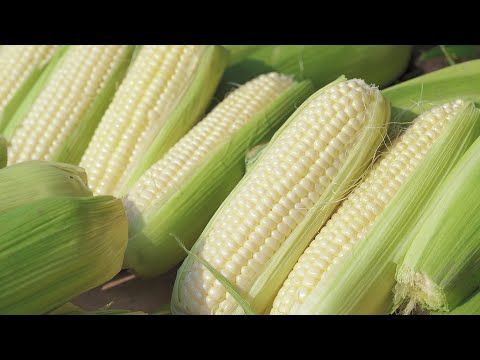 全台最大的生玉米批發商在台南!!!老闆教您挑好吃玉米!!