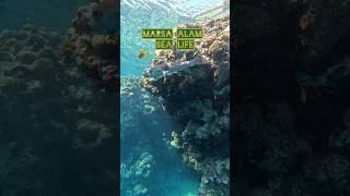 Marsa Alam Sea Life