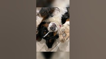 A dog will teach you unconditional love ❤️  #furbaby #dog #dogslife #puppies #loyaldog #love #puppy