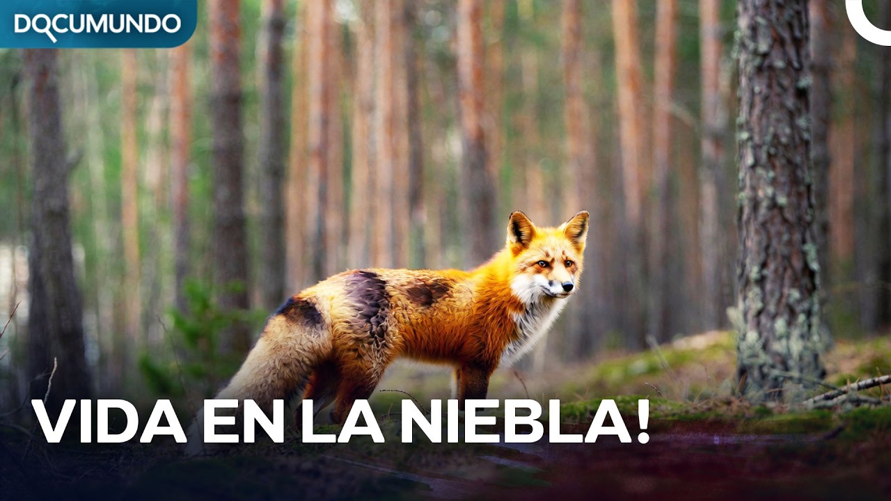 Los Bosques Secretos del Noreste de Alemania | Documental Español