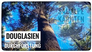 Zweit Durchforstung 🪵 im Douglasien Herkunftsversuch 🌲