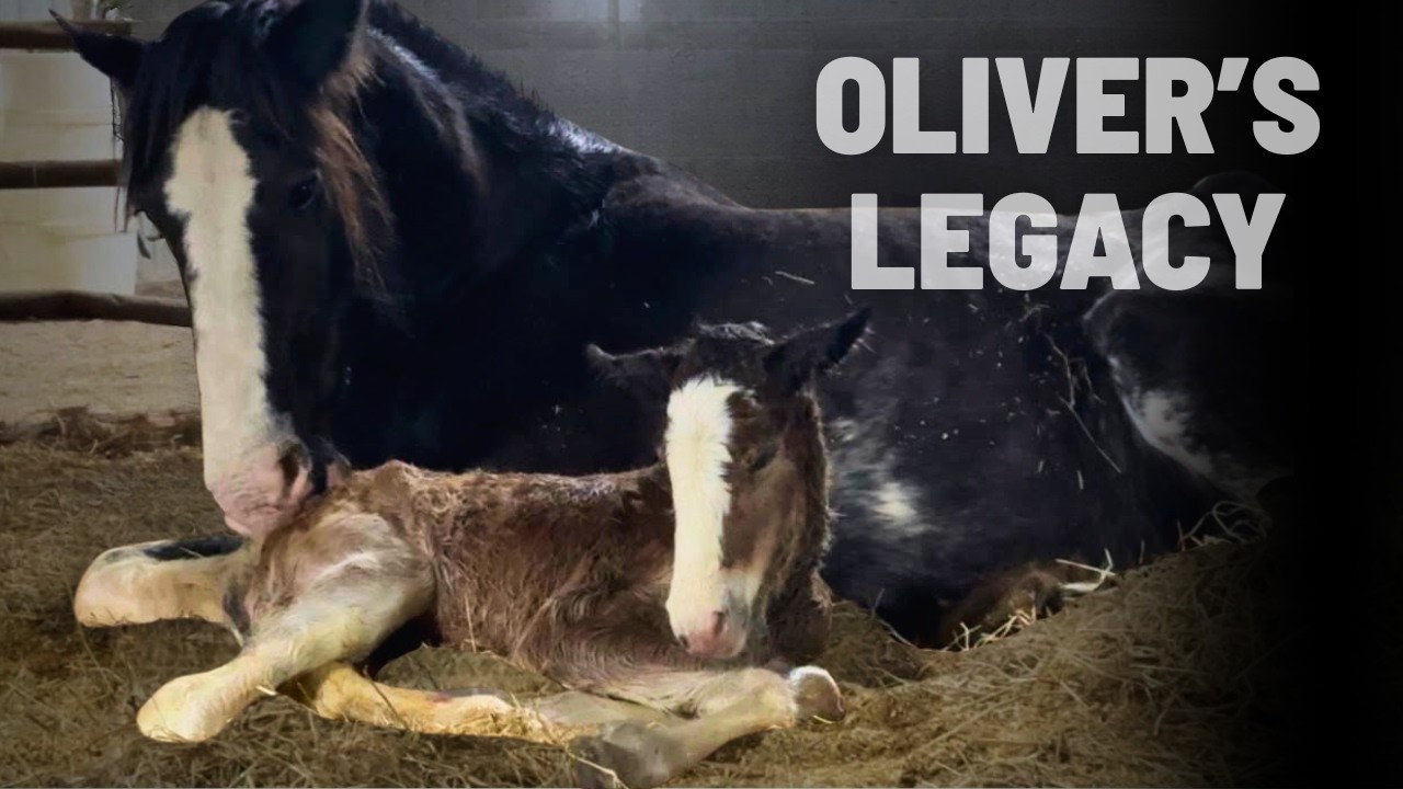 Our Rescue Stallion's FIRST FOAL IS HERE! | Rare Clydesdale Birth