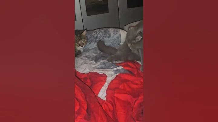 Video 11088361: scottishfold mainecoon, mainecoon cat cute love