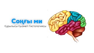 :   | Telencephalon