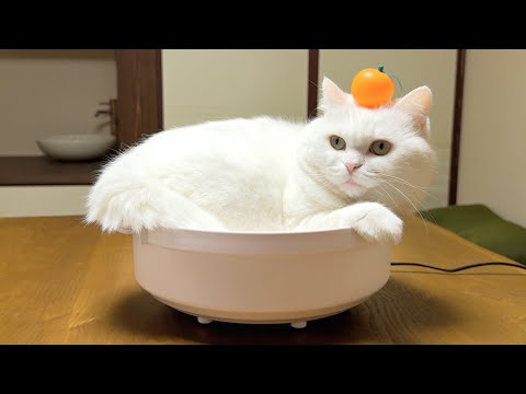 ポムさんとしまちゃん / ねこべや。 - YouTube