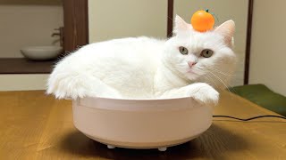 ポムしまから新年のご挨拶！