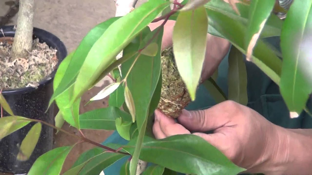 アマゾンオリーブの取木 その2 Youtube