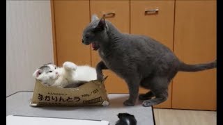 寝てただけなのに・・・。八つ当たりで殴られる可哀相な白モフ猫