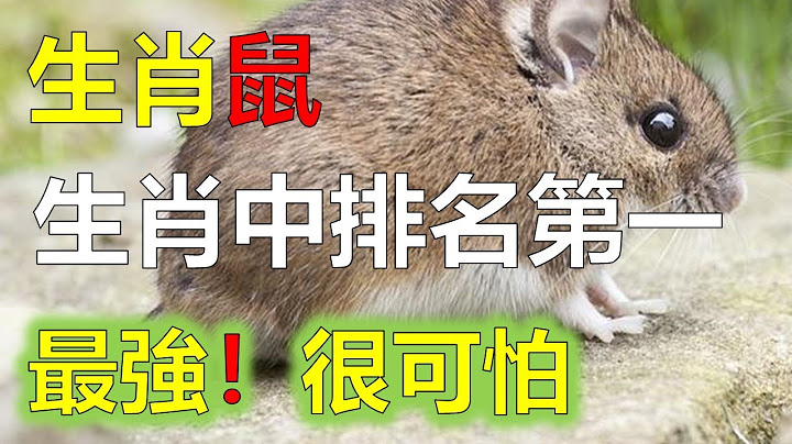生肖鼠在十二生肖中排名第一位，生肖鼠一生运势指南，生肖属鼠人要了解并改善自己的命，2023年12生肖运势，预测十二生肖运势（牛、蛇、鸡、猪）预言生肖运势（虎、马、狗、羊）预知生肖运程（鼠、龙、猴、兔） - 天天要闻