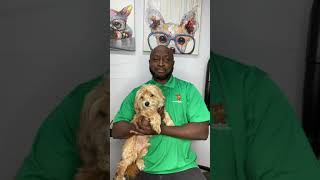 Beygood Black-Owned Small Business Impact Fund