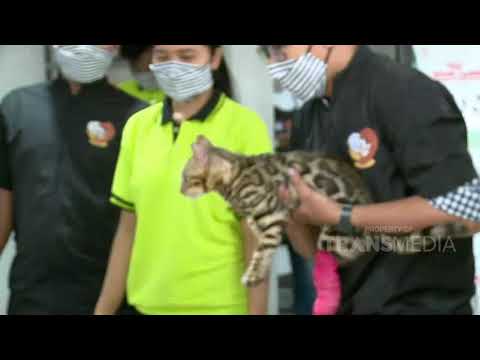 Video: Degenerasi Kornea Pada Kucing