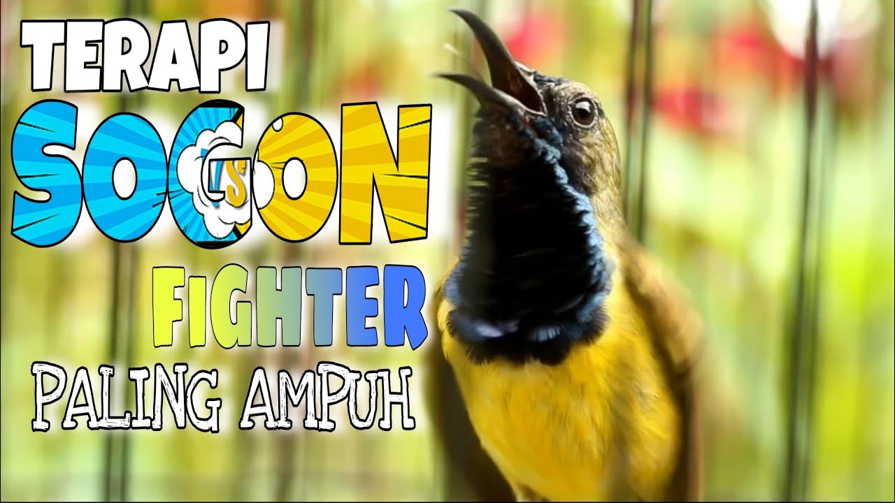 Terapi Sogon  Bahan FIGHTER paling ampuh dijamin langsung nyaut ikut GACOR