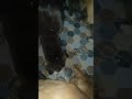 cute dog #cute #dog#doglover #puppy #labrador #shortvideo ##cute teddy bear pic