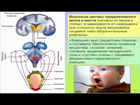 Дубынин Вячеслав - Мозг и голод: Почему нас радует еда