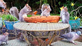 Download Lagu Vogelfilmpjes 🕊️ Vogels \u0026 eekhoorns maken de notenschaal leeg 🐿️ Vogels voor katten 4K HDR MP3