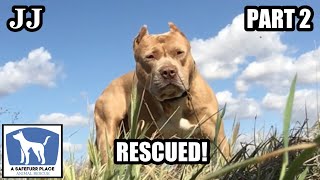 Success! Homeless Pit Bull Finally Rescued! He Wandered A Truck Stop For Months. by A Safefurr Place Animal Rescue 160,529 views 2 years ago 22 minutes