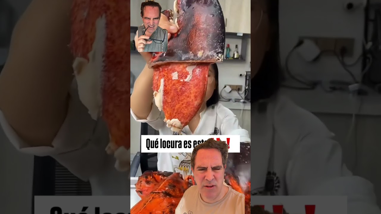 Las pinzas más grandes del mar. Y se la va a comer. Un langostino gigante