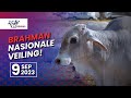 Brahman National sale / Nasionale veiling | 9 September 2022 | Parys Afridome