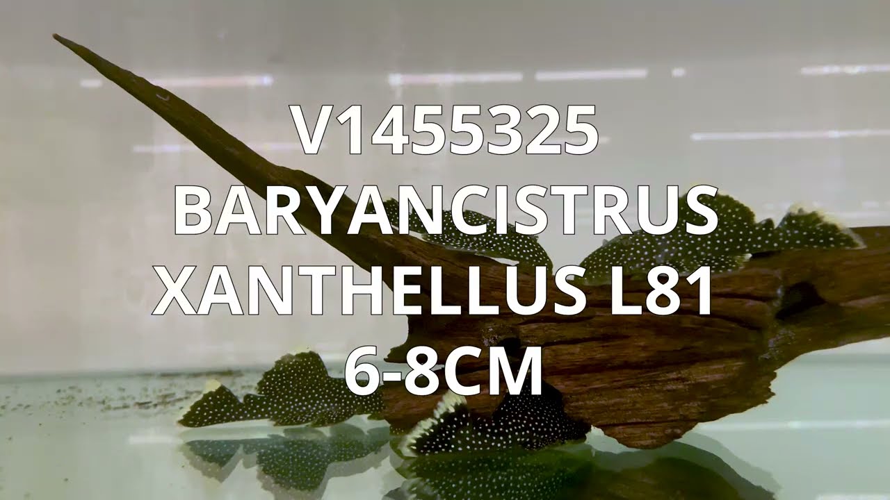 V1455325 Special | Baryancistrus Xanthellus L81 6-8cm | December 2022