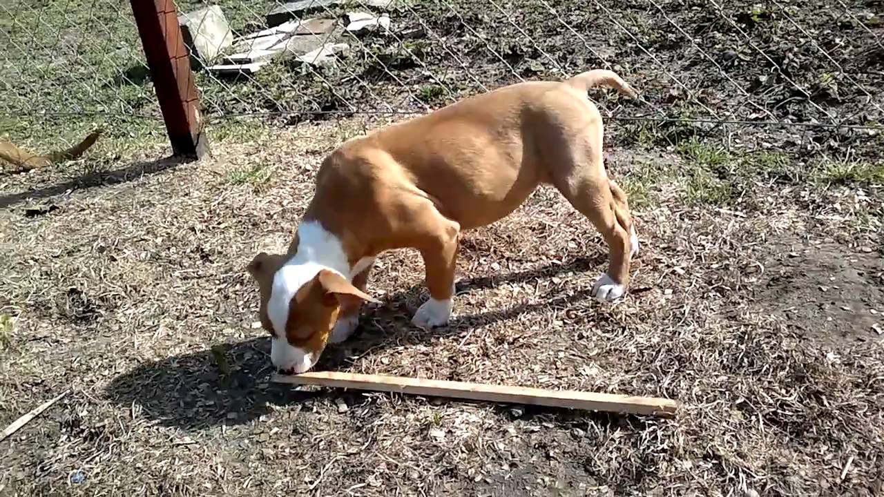 apport 8 hetes kiskutya módra :)