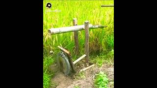Alat tradisional mengusir burung Pipit
