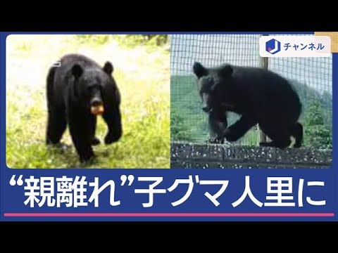 親離れ”子グマが小学校に 市街地に多数出没なぜ【スーパーJチャンネル